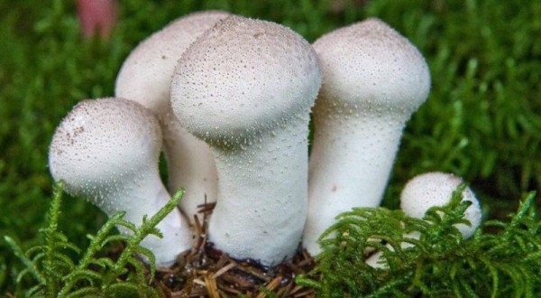 ТОП-10 лучших грибов на зиму в банку