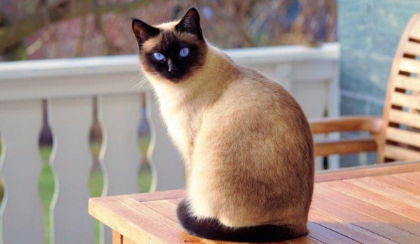ТОП 10 лучших пород кошек для квартиры и дома