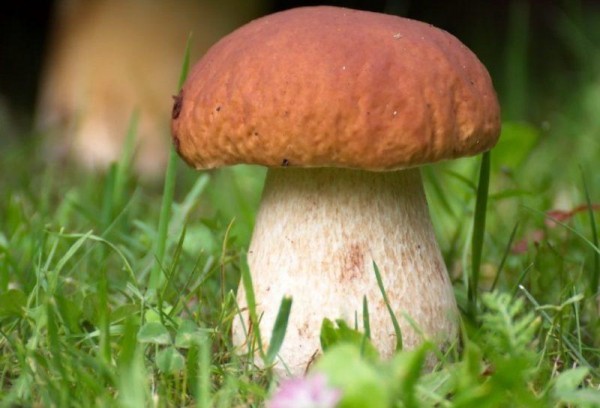 ТОП-10 лучших грибов на зиму в банку
