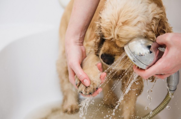 Рейтинг лучших средств для мытья лап собак после прогулок на 2021 год