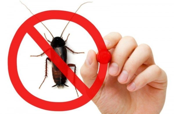 ТОП-10 лучших средств от тараканов, как избавиться от тараканов?