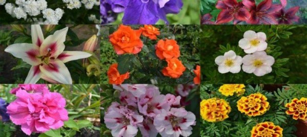 ТОП 20 лучших однолетних цветов, самые красивые и неприхотливые однолетние цветы