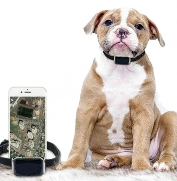 Рейтинг лучших GPS-ошейников для собак на 2022 год