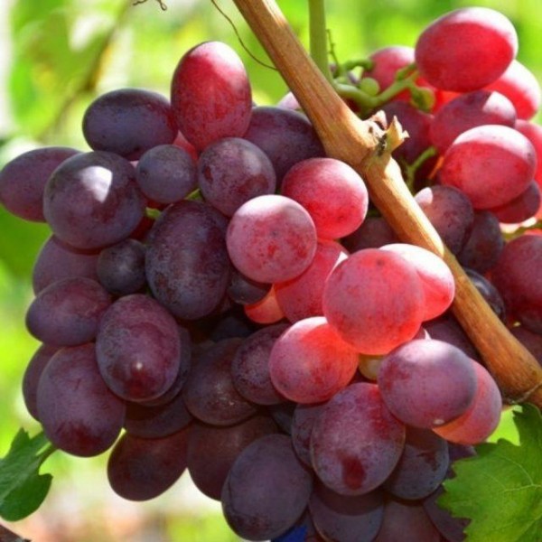 Топ-10 лучших сортов винограда