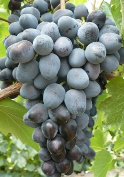 Топ-10 лучших сортов винограда