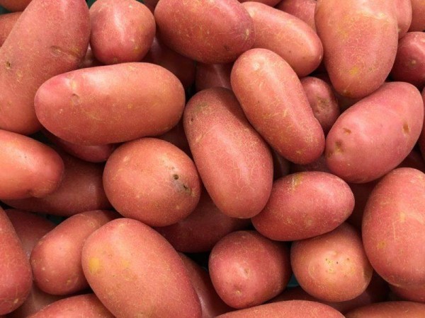 Топ-10 лучших сортов картофеля, как ранние и поздние сорта картофеля правильно?!