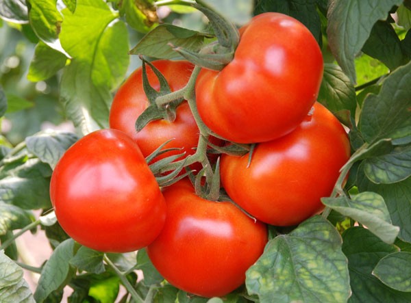 ТОП-9 лучших сортов помидоров или томатов