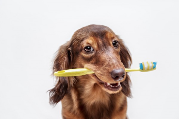 Рейтинг лучших зубных щеток для собак на 2022 год