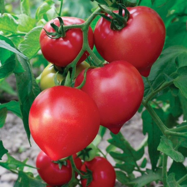 ТОП-9 лучших сортов помидоров или томатов