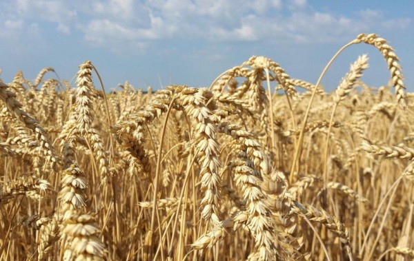 Топ-10 лучших сортов пшеницы