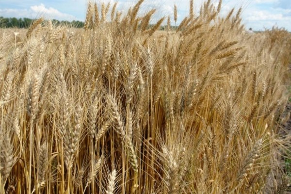 Топ-10 лучших сортов пшеницы