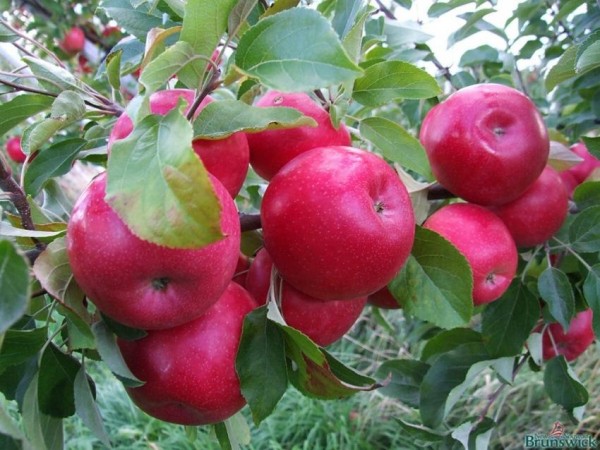 Топ-10 лучших сортов яблонь