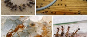 ТОП 10 + лучших средств от муравьев, как выбрать? полный обзор