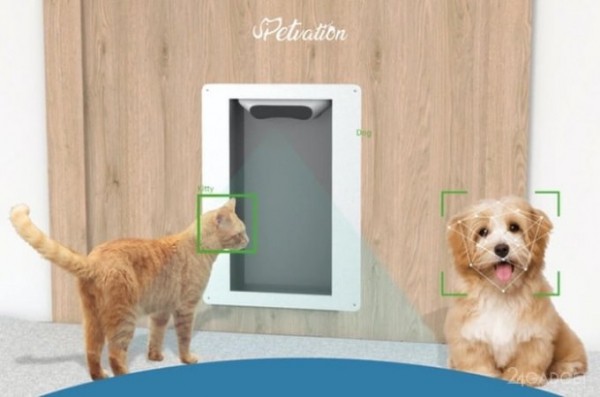 Как не пустить чужого кота в свой дачный дом: двери для домашних животных, определяющие мордочки