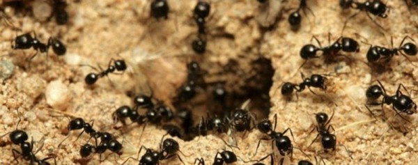 ТОП 10 + лучших средств от муравьев, как выбрать?