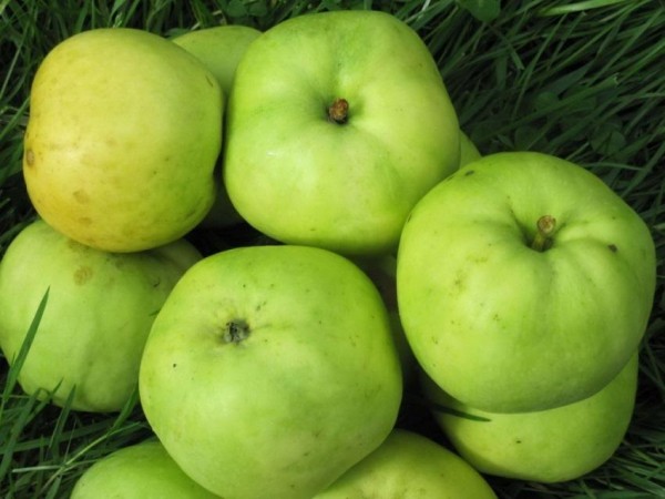 Топ-10 лучших сортов яблонь