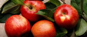 Топ-10 лучших сортов яблонь полный обзор