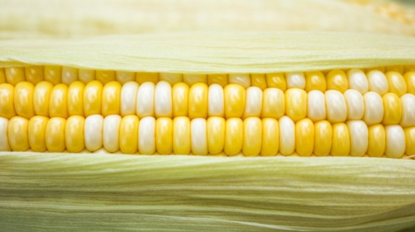 Рейтинг лучшей кукурузы для попкорна на 2022 год