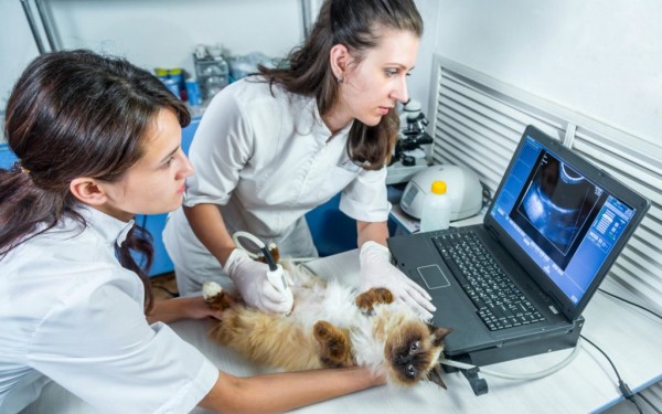 Рейтинг лучших ветеринарных УЗИ-аппаратов на 2022 год