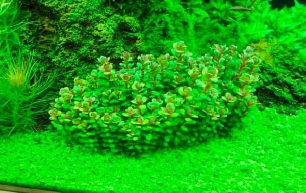 Рейтинг лучших водорослей для аквариума