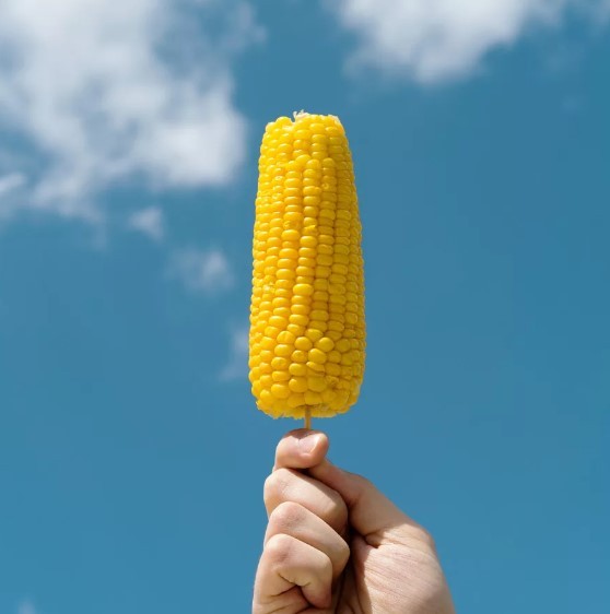 Рейтинг лучших аппаратов для варки кукурузы на 2022 год