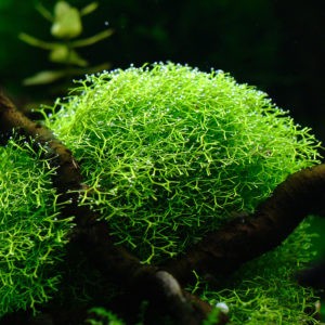 Рейтинг лучших водорослей для аквариума