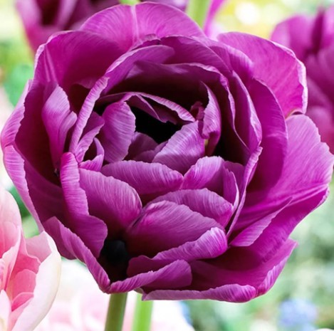 Рейтинг лучших сортов тюльпанов для выращивания на подоконнике на 2023 год