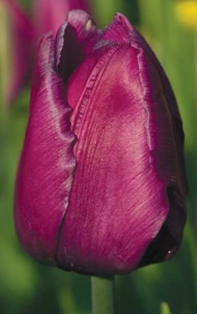 Рейтинг лучших сортов тюльпанов для выращивания на подоконнике на 2023 год