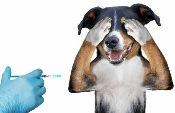 Рейтинг лучших вакцин для собак на 2023 год