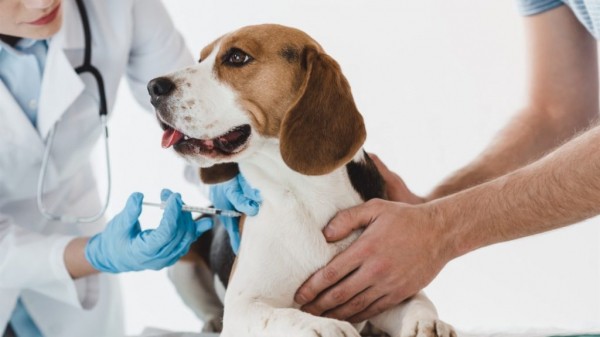 Рейтинг лучших вакцин для собак на 2023 год