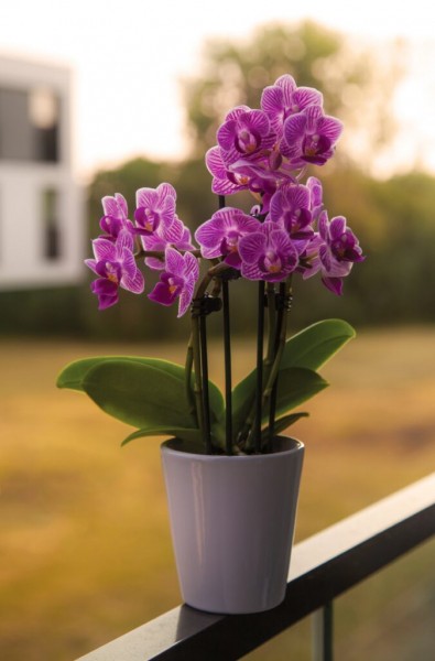 Рейтинг лучшего грунта для орхидей на 2023 год
