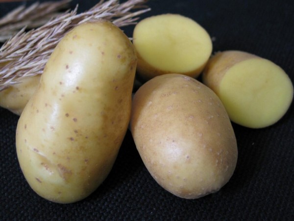 Рейтинг лучших сортов картофеля для Сибири на 2023 год