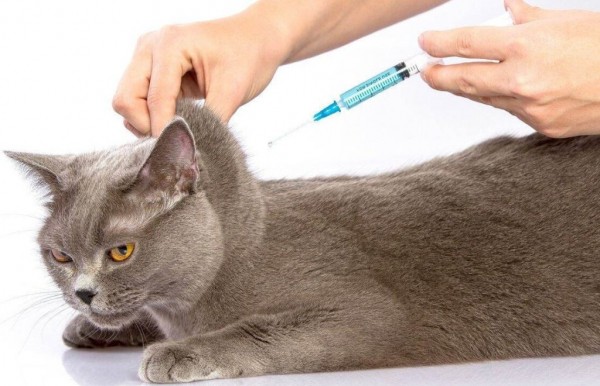 Рейтинг лучших вакцин для кошек на 2023 год