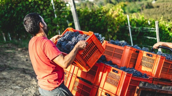 Рейтинг лучших сортов винограда на 2023 год