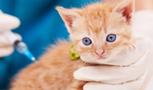 Рейтинг лучших вакцин для кошек на 2023 год