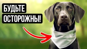 Если на собаке надета такая бандана, держитесь от нее подальше