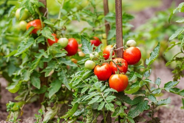Рейтинг лучших удобрений для томатов на 2023 год