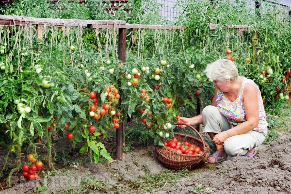 Рейтинг лучших удобрений для томатов на 2023 год