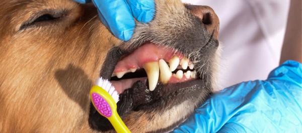 Рейтинг лучших средств от зубного камня у собак на 2023 год
