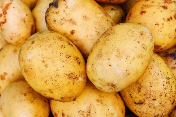 Рейтинг топ 10: сибирские сорта картофеля как эталон выносливости и морозостойкости