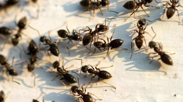 Рейтинг лучших средств от муравьев в 2024 году