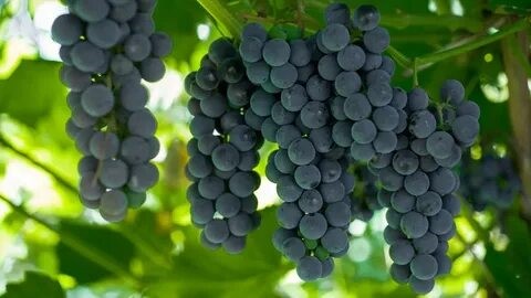 Рейтинг лучших винных сортов винограда для средней полосы на 2025 год