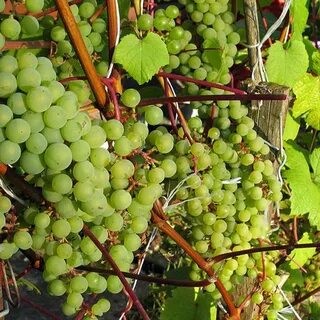 Рейтинг лучших винных сортов винограда для средней полосы на 2025 год