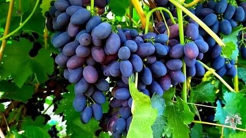 Рейтинг лучших винных сортов винограда для средней полосы на 2025 год