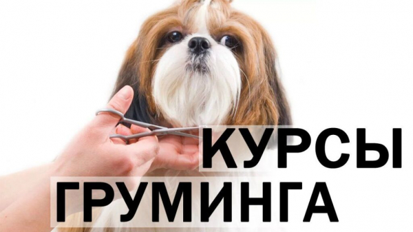 Рейтинг лучших курсов груминга в Санкт-Петербурге на 2025 год