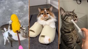 😹 Коты и собаки в отпуске 🐈 эпичные фейлы и пляжные приколы! 😾 Приколы с котами и собаками в глав