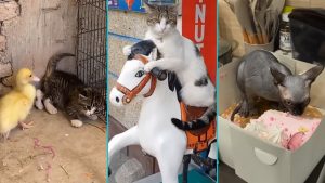 😼 Пушистики + вода = катастрофа века! 😹 Приколы с котами и собаками в главных ролях! 💦 #веселыекоты