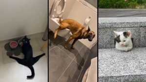 Коты и собаки в стиле “чё творим” — топ приколов дня! 🐶😹 Приколы с котами и собаками в главных ролях