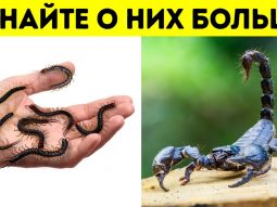 100 faktov kotorye pozvolyat vam 100 faktov kotorye pozvolyat vam