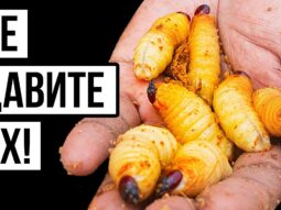 14 nasekomyh kotorye zastavyat v {{brizy_dc_image_alt entityId=